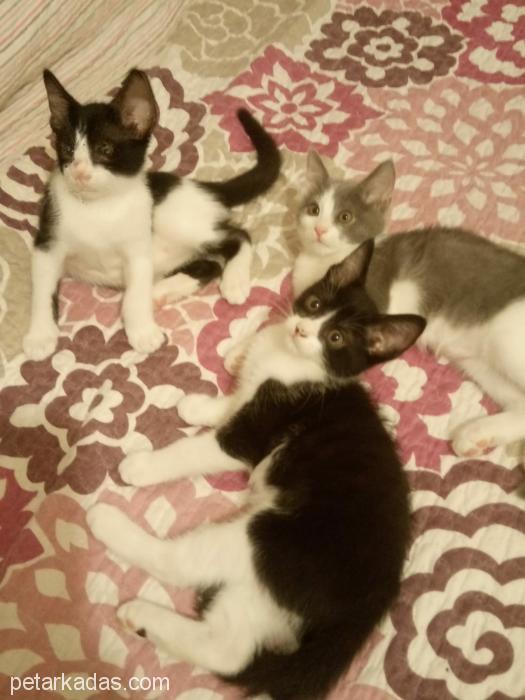 2 Aylık Minik Yavrular Acil Yu, Ücretsiz Kedi, Bursa