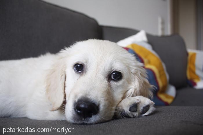 ouzo Dişi Golden Retriever