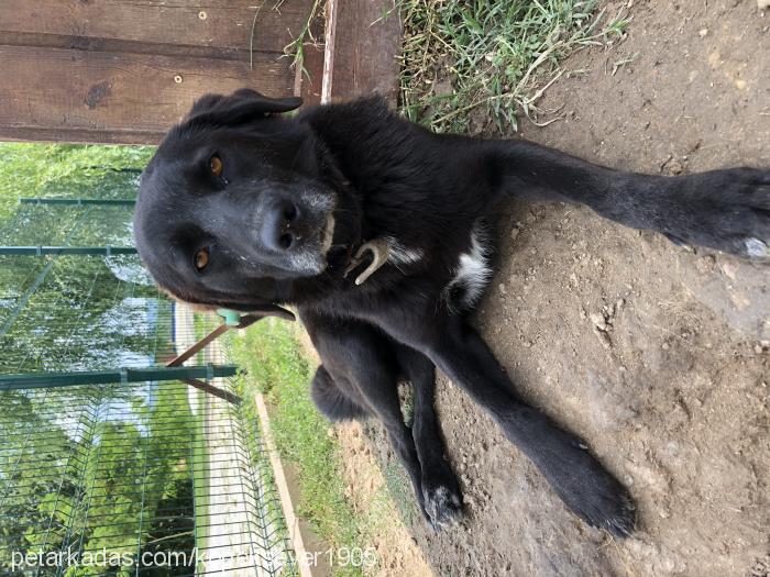 Çitlembikvepıtı Dişi Labrador Retriever