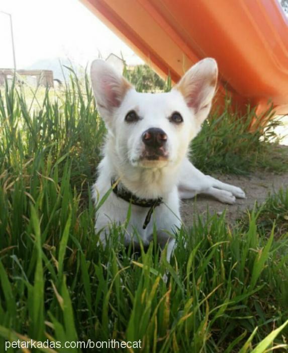 olive Dişi Jack Russell Terrier