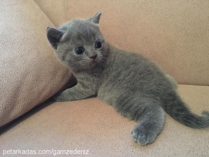 Çirçen Dişi Scottish Fold