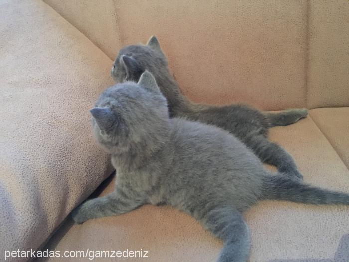 Çirçen Dişi Scottish Fold