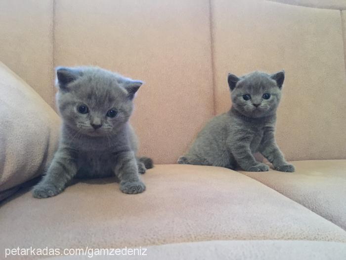 Çirçen Dişi Scottish Fold