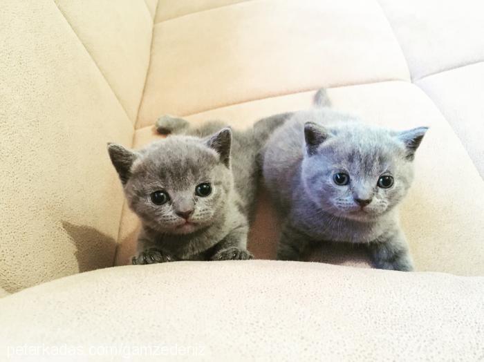 Çirçen Dişi Scottish Fold