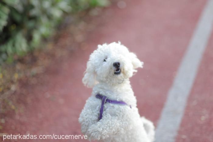 mişha Dişi Poodle (Minyatür Kaniş)