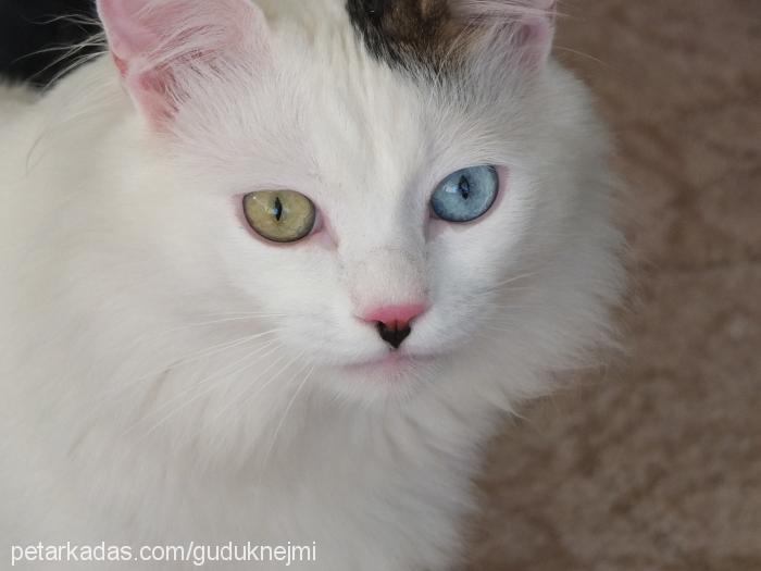 duman Erkek Scottish Fold