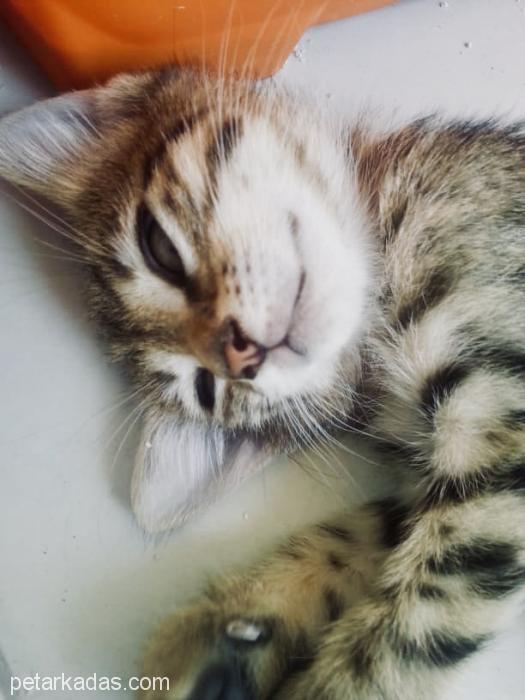 Tatlı Yavrularımıza Yuva Arıyoruz , Ücretsiz Kedi, Antalya