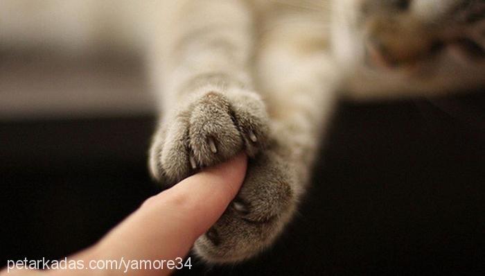 cerezras Erkek British Shorthair