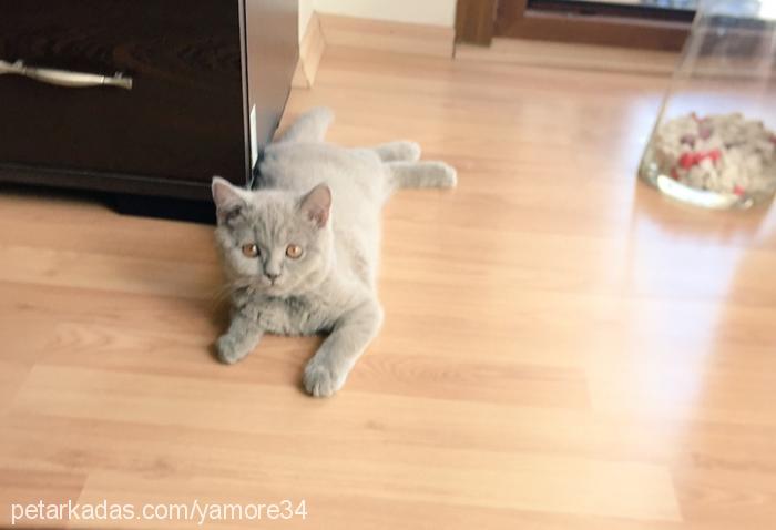 cerezras Erkek British Shorthair