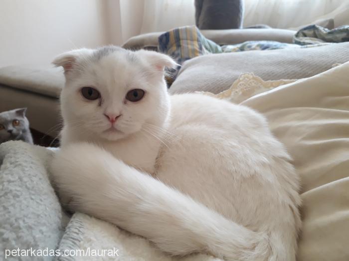 argus Erkek Scottish Fold