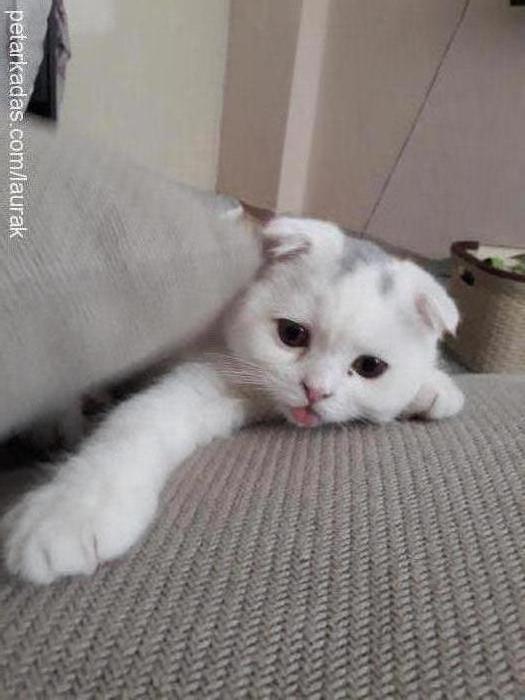 argus Erkek Scottish Fold