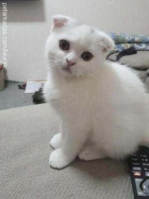 argus Erkek Scottish Fold