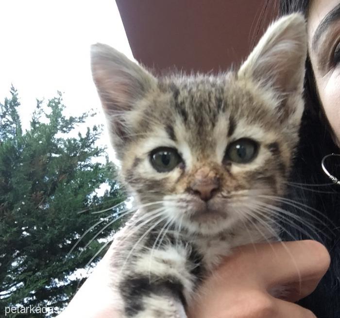 Mini, Ücretsiz Kedi, Ankara