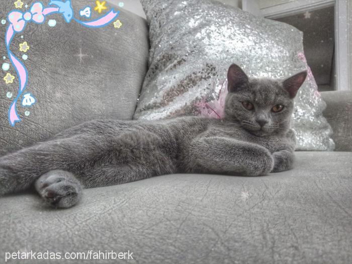 kontes Dişi British Shorthair