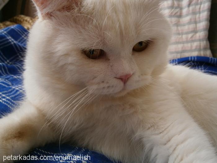 leo Erkek British Shorthair