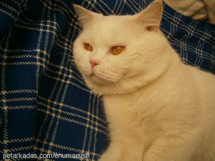 leo Erkek British Shorthair