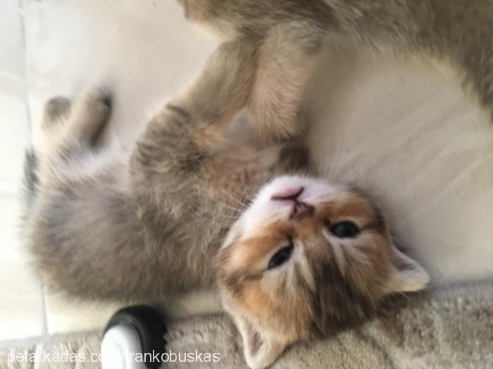 kızım Dişi Scottish Fold