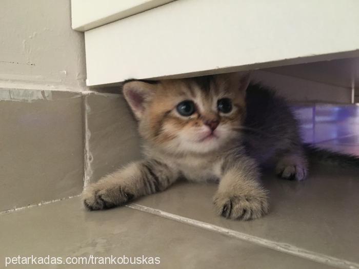 kızım Dişi Scottish Fold