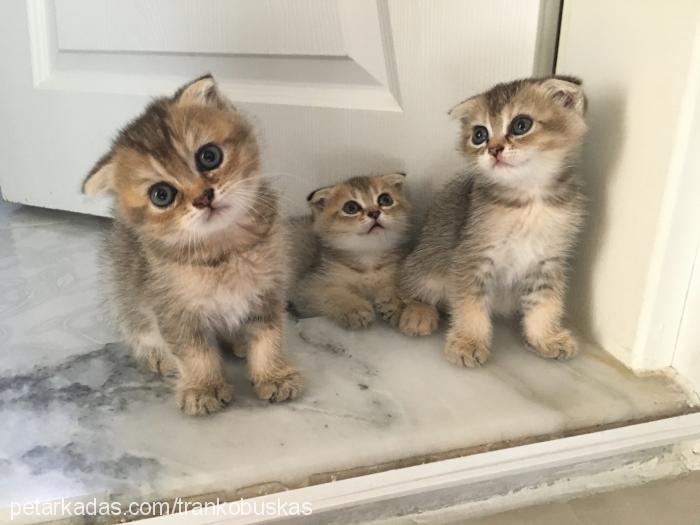 kızım Dişi Scottish Fold