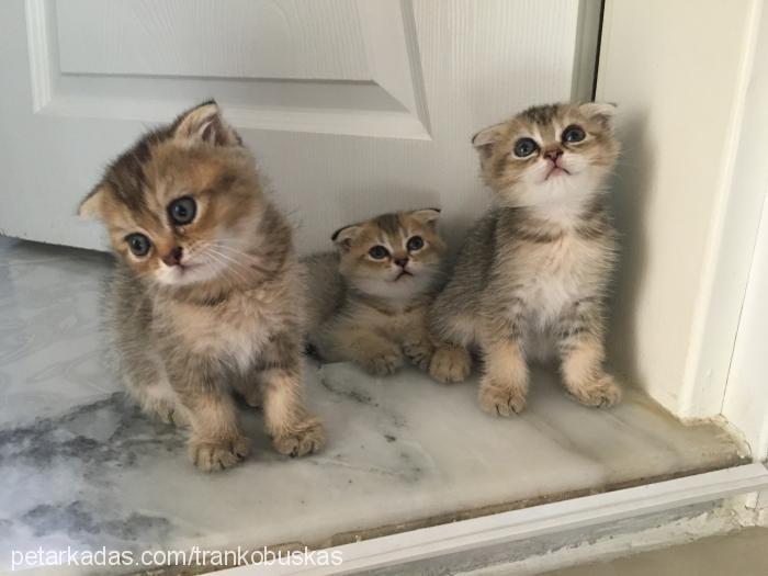 kızım Dişi Scottish Fold