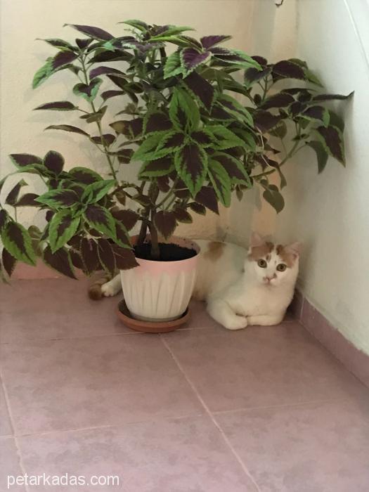 Aşılı 1,5 Yaşında,, Ücretsiz Kedi, Osmaniye