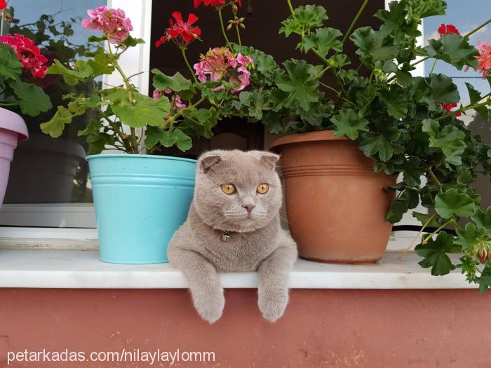 Çakıl Erkek Scottish Fold