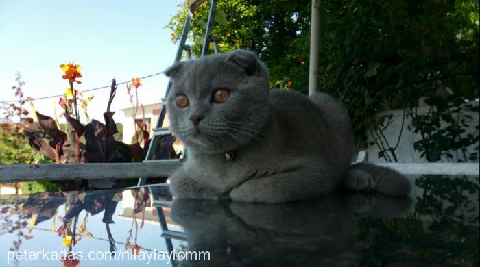 Çakıl Erkek Scottish Fold