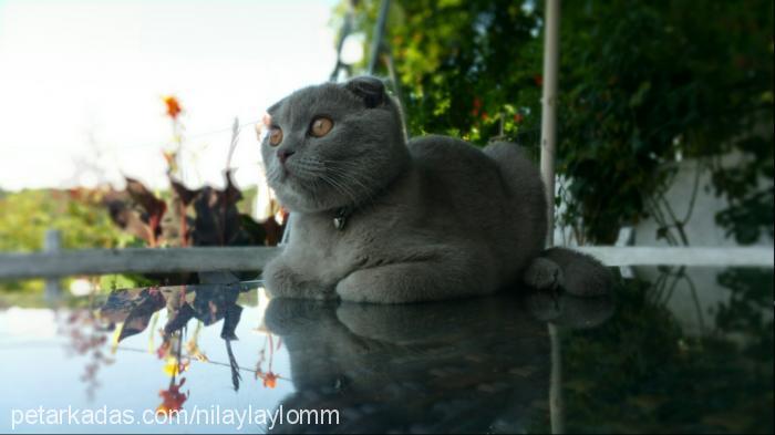 Çakıl Erkek Scottish Fold