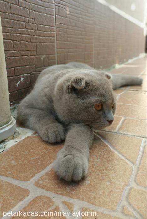 Çakıl Erkek Scottish Fold