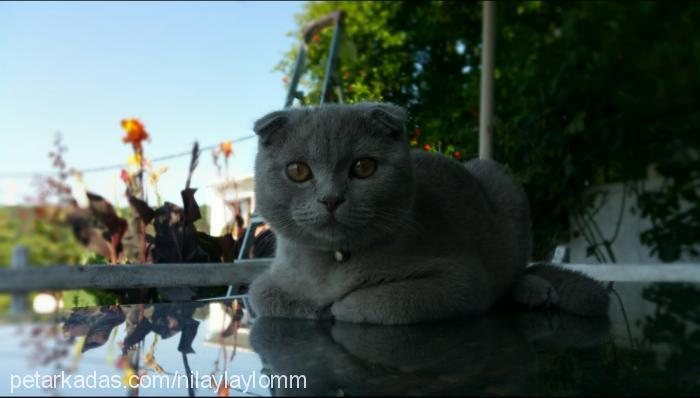 Çakıl Erkek Scottish Fold