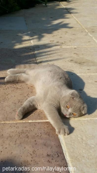 Çakıl Erkek Scottish Fold