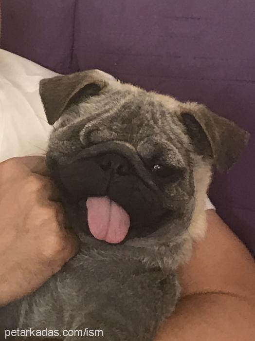 rıfkı Erkek Pug