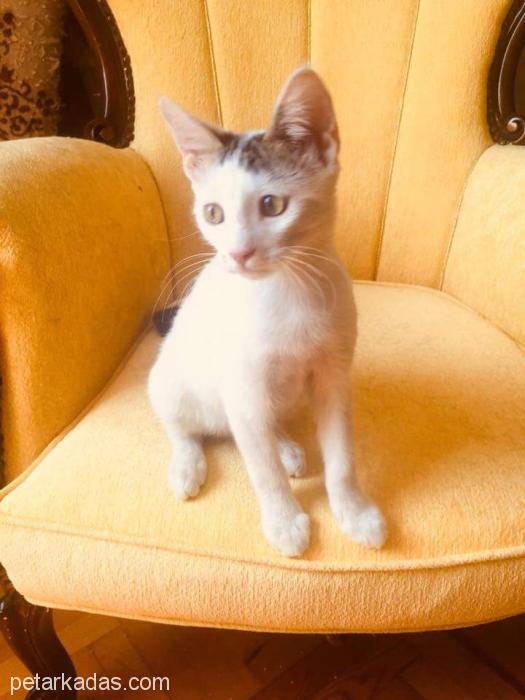 Acil Yuva Arıyor, Ücretsiz Kedi, Konya
