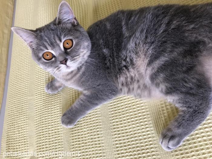 mia Dişi British Shorthair