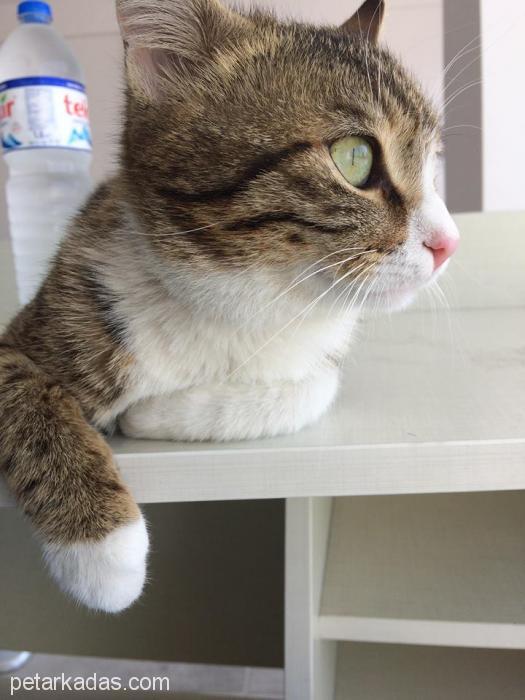 Kırra Acıl Sahıplenecek Bırını Arıyor, Ücretsiz Kedi, Kayseri