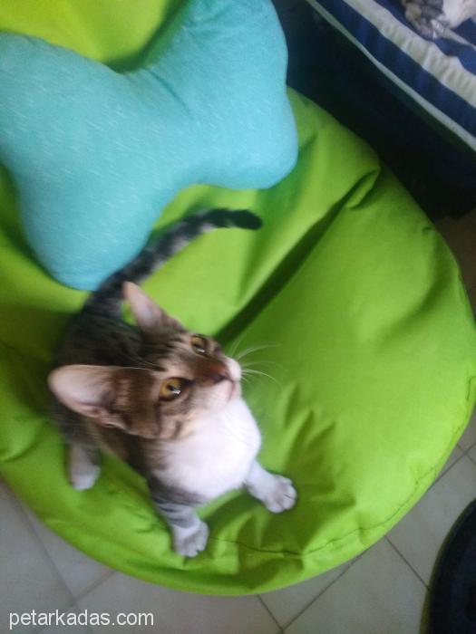 Şımarık Kedimize Yuva Ariyoruz, Ücretsiz Kedi, Antalya