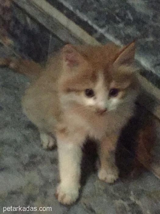 Yuva Aranıy, Ücretsiz Kedi, Adana
