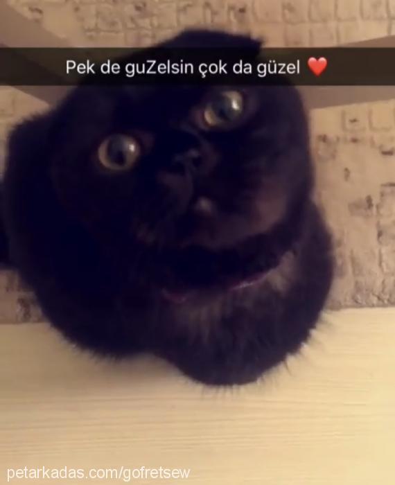 Üzüm Erkek Scottish Fold