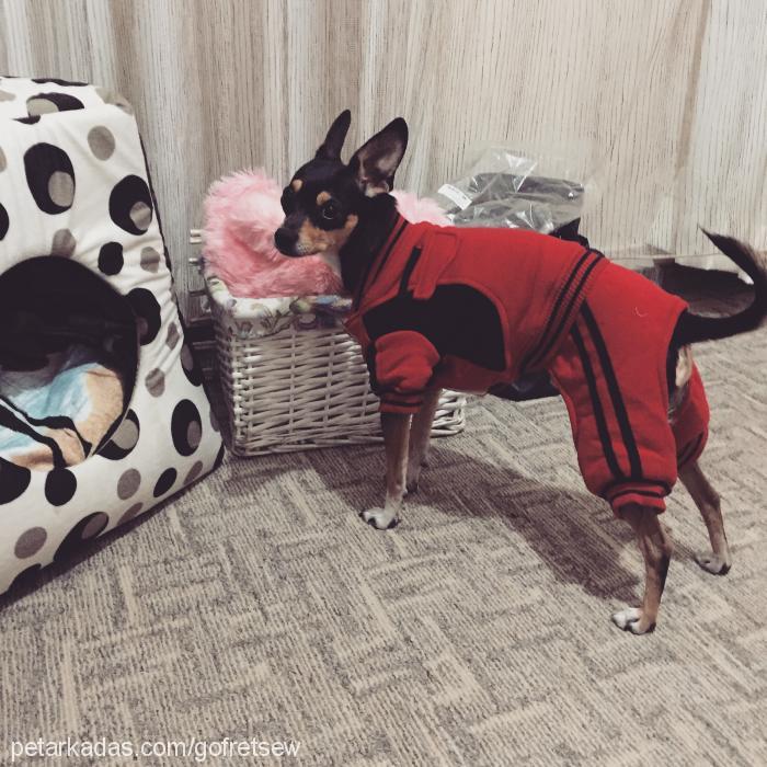 gofret Erkek Minyatür Pinscher