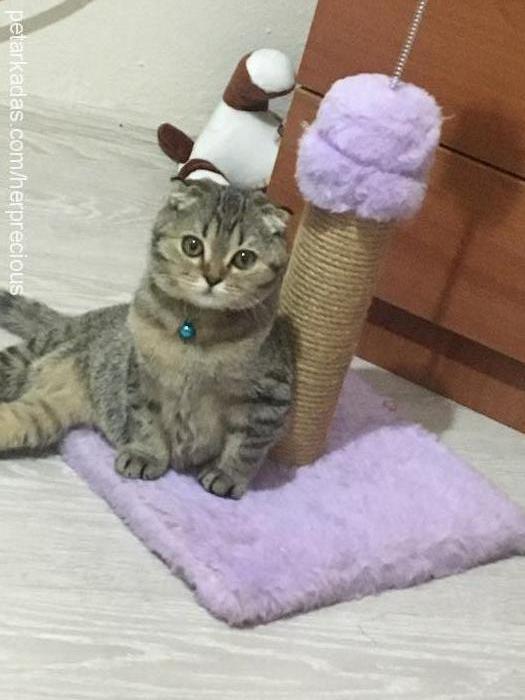 felix Dişi Scottish Fold