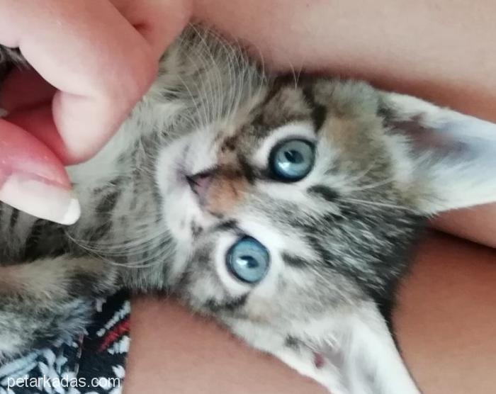 Minik Mia Ailesini Arıyor , Ücretsiz Kedi, İzmir
