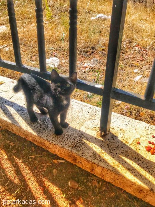 Minik Bebek Yuva Arıyo, Ücretsiz Kedi, Ankara