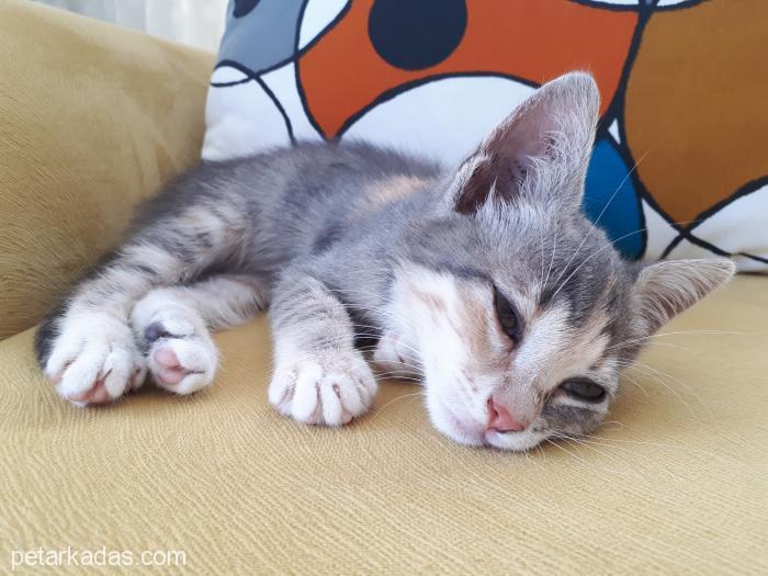 Boncuk Gözlü Bir Minik, Ücretsiz Kedi, Sakarya