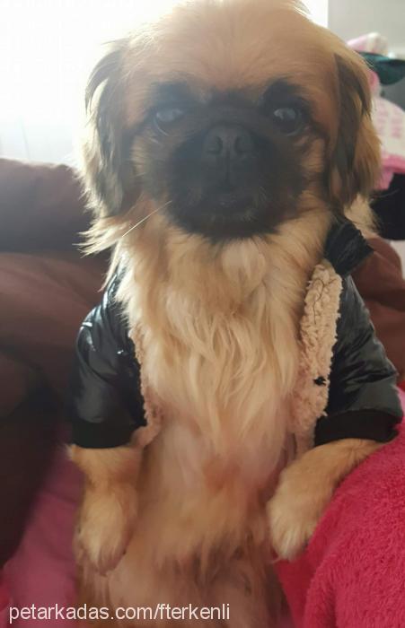 can Erkek Pekingese