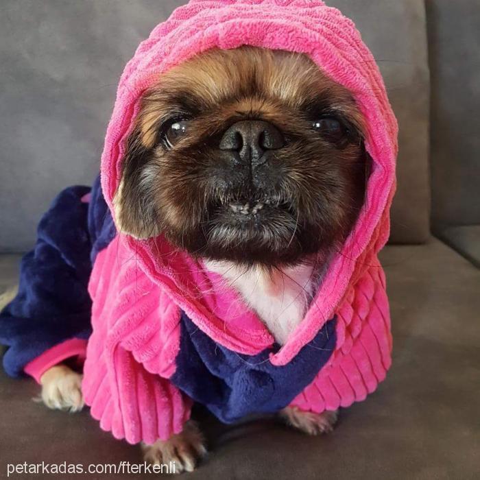 can Erkek Pekingese