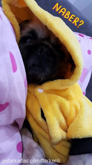 can Erkek Pekingese