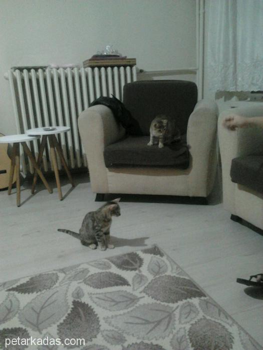 6 Aylık Dişi Kedi (2 Kardeş), Ankara
