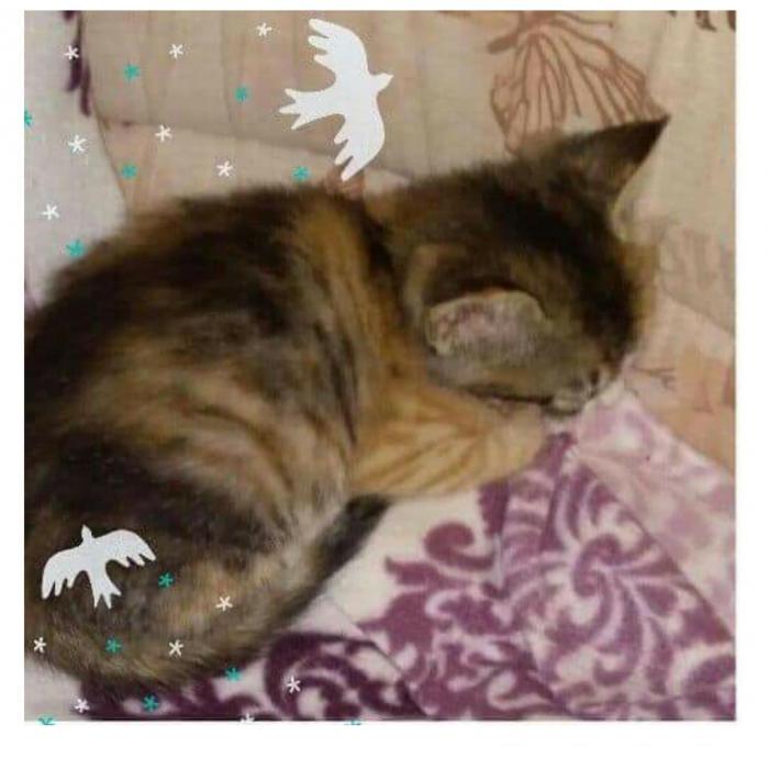 Minik Kızımıza Yuva Lütfen&hellip;.İzmi, Ücretsiz Kedi, İzmir
