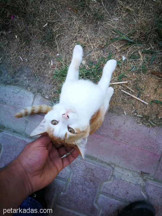 2 Kardeş Sarı Kedi, Ücretsiz Kedi, Malatya