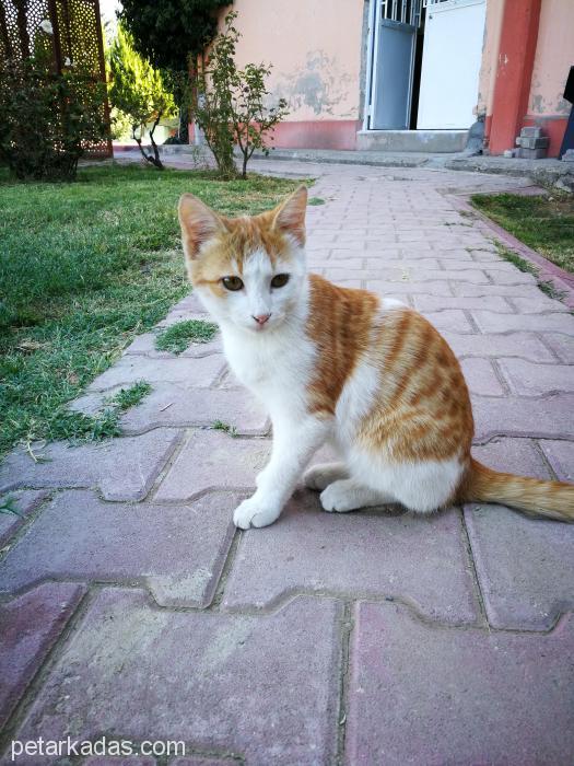 2 Kardeş Sarı Kedi, Ücretsiz Kedi, Malatya